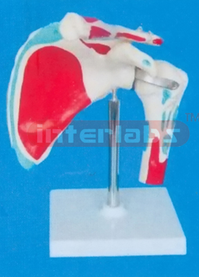 BIG ADULT SHOULDER JOINT IMUSCLE LIGAMENT PAINTED